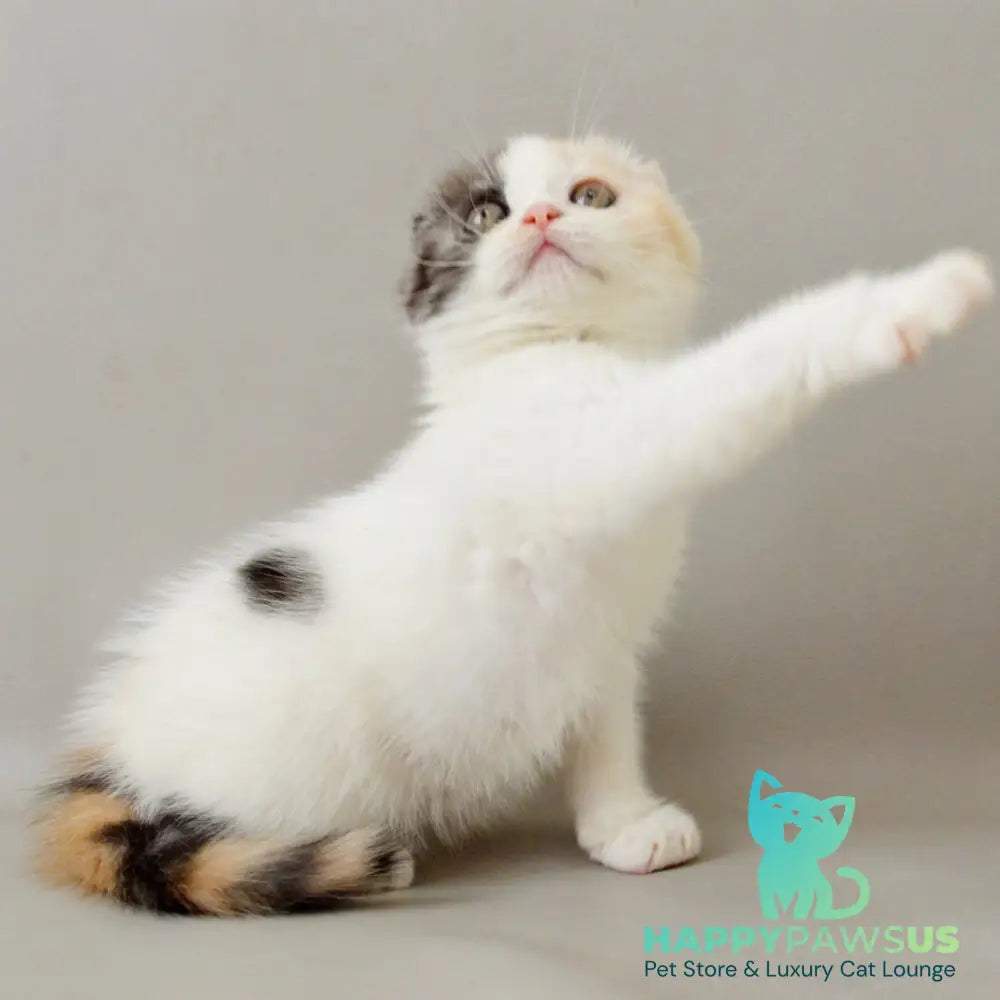 Wyomy Scottish Fold female black tortie silver tabby van - live animals