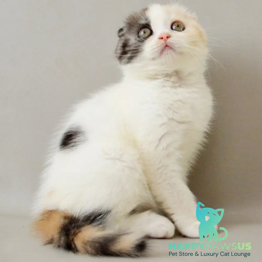 Wyomy Scottish Fold female black tortie silver tabby van - live animals
