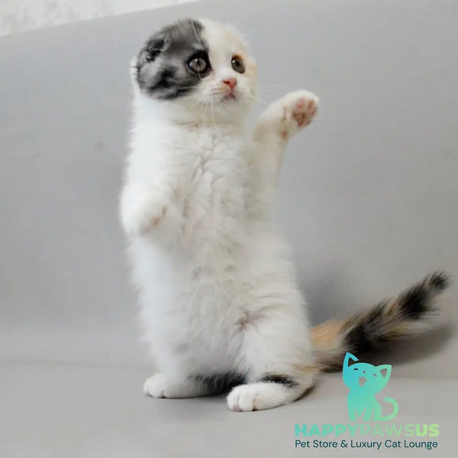 Wyomy Scottish Fold female black tortie silver tabby van - live animals