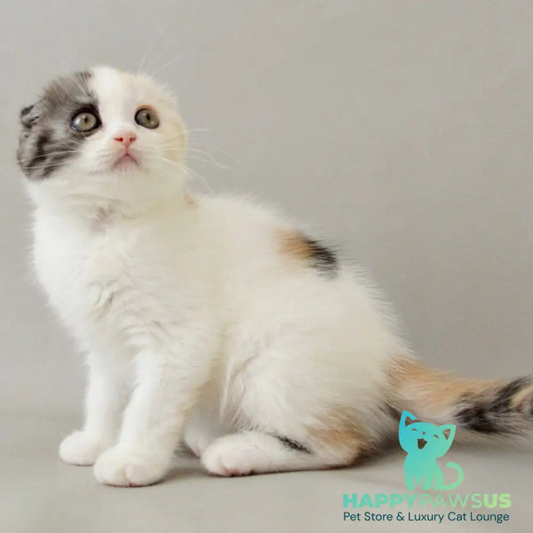 Wyomy Scottish Fold female black tortie silver tabby van - live animals