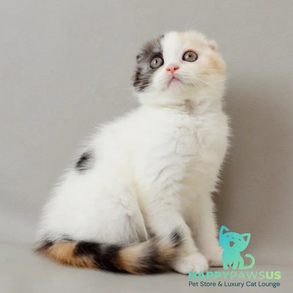 Wyomy Scottish Fold female black tortie silver tabby van - live animals