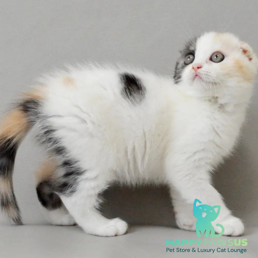 Wyomy Scottish Fold female black tortie silver tabby van - live animals
