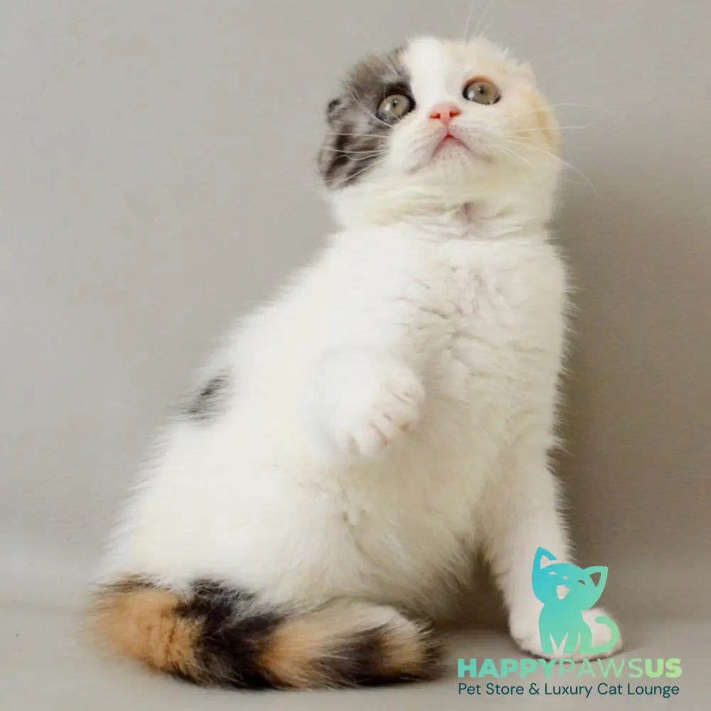 Wyomy Scottish Fold female black tortie silver tabby van - live animals
