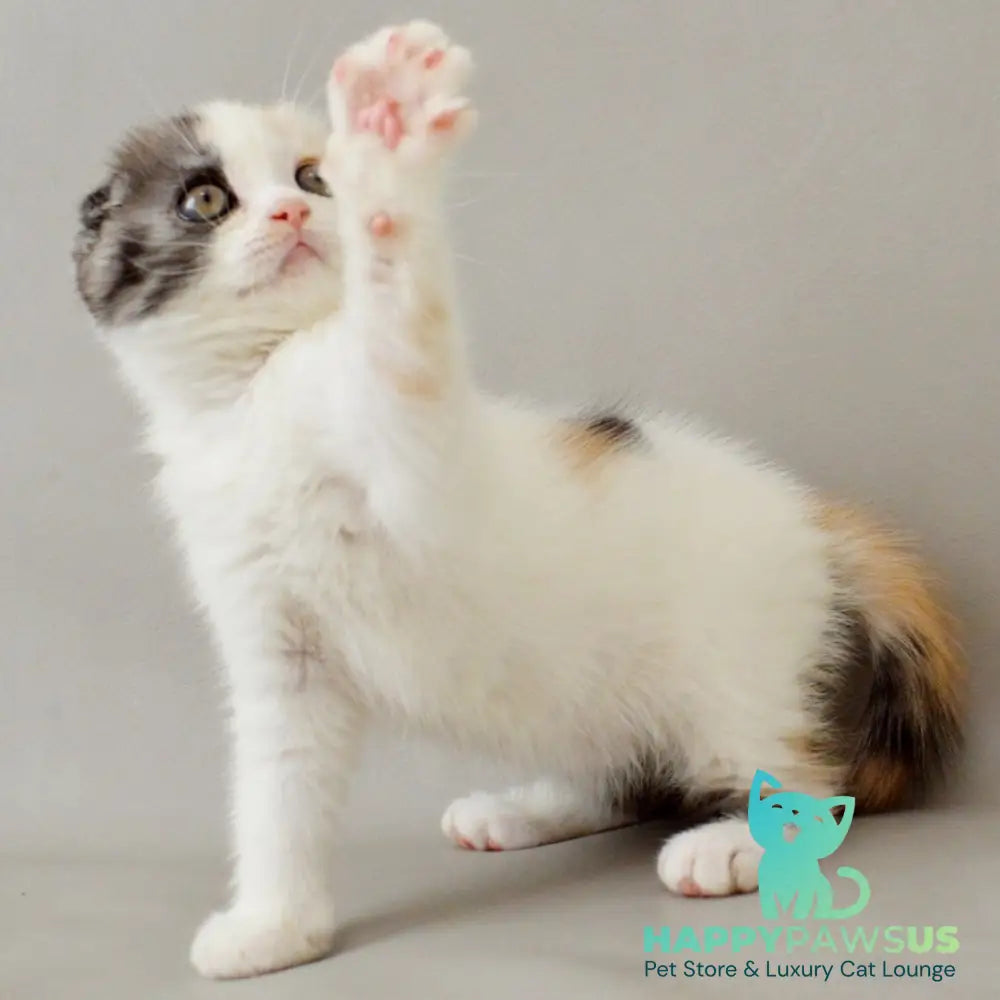 Wyomy Scottish Fold female black tortie silver tabby van - live animals
