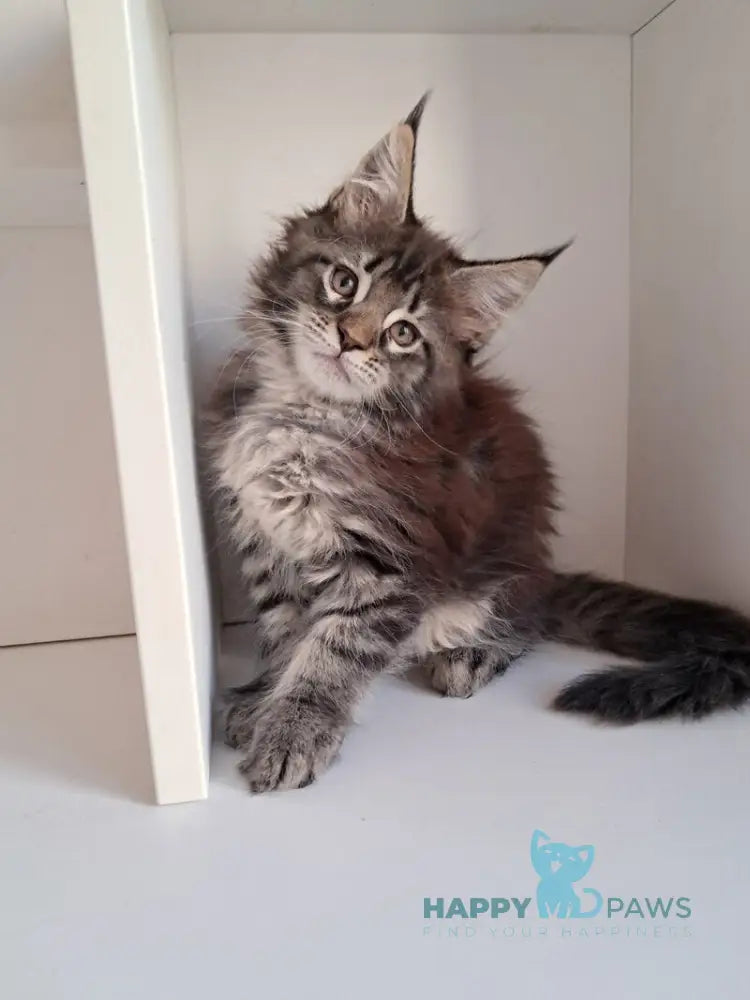 X-Adel Maine Coon female black tabby live animals