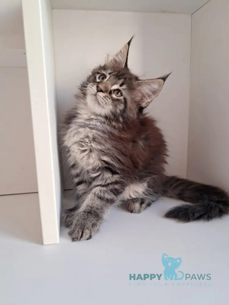 X-Adel Maine Coon female black tabby live animals