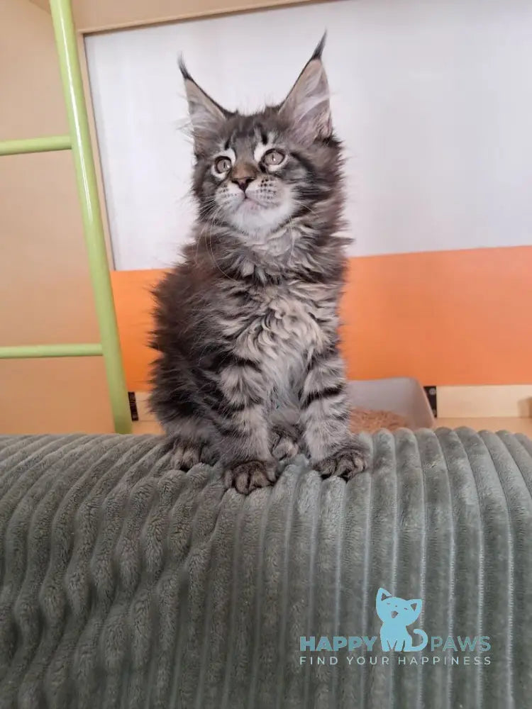 X-Adel Maine Coon female black tabby live animals