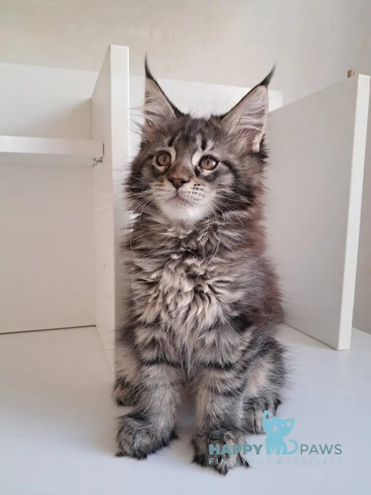 X-Adel Maine Coon female black tabby live animals