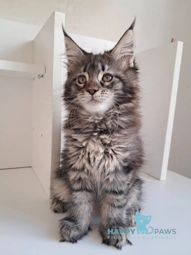 X-Adel Maine Coon female black tabby live animals