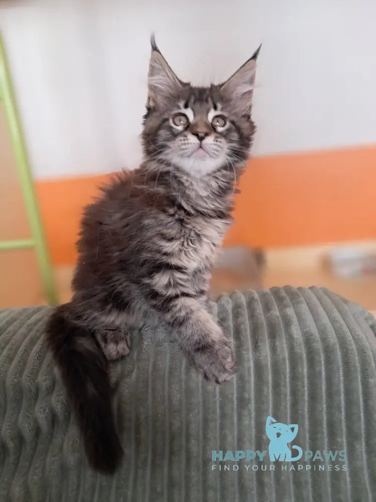 X-Adel Maine Coon female black tabby live animals