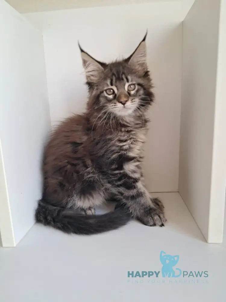 X-Adel Maine Coon female black tabby live animals