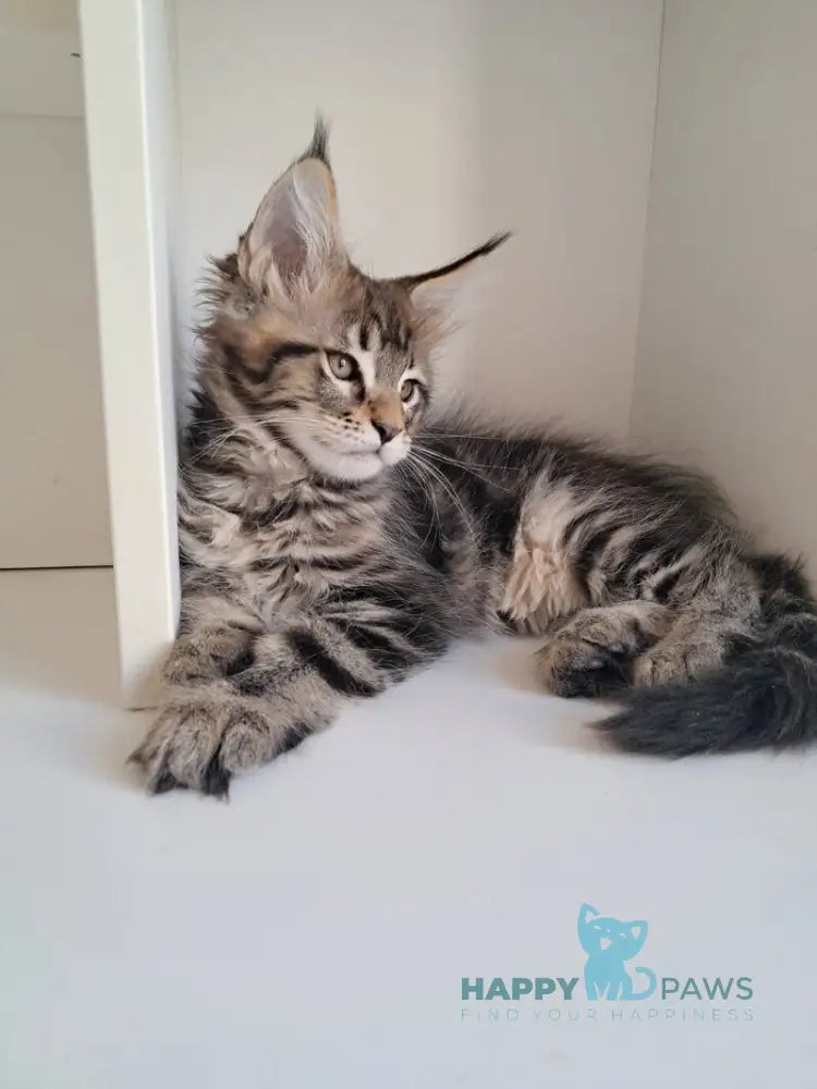 X-Archi Maine Coon male black tabby live animals