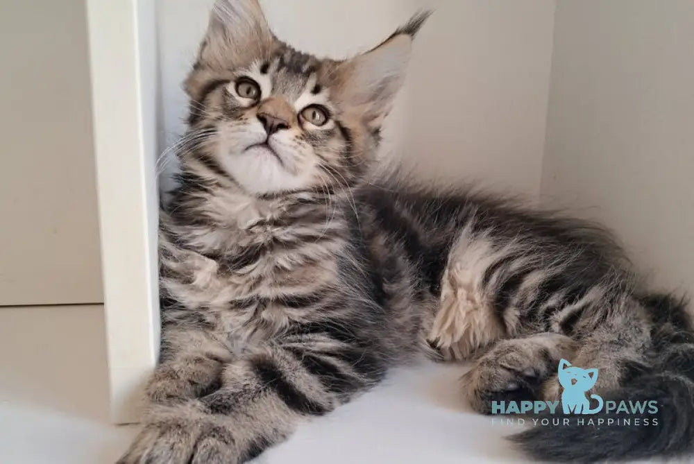 X-Archi Maine Coon male black tabby live animals