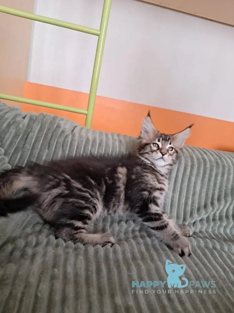 X-Archi Maine Coon male black tabby live animals