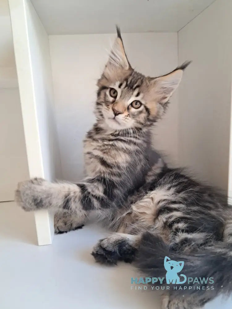X-Archi Maine Coon male black tabby live animals