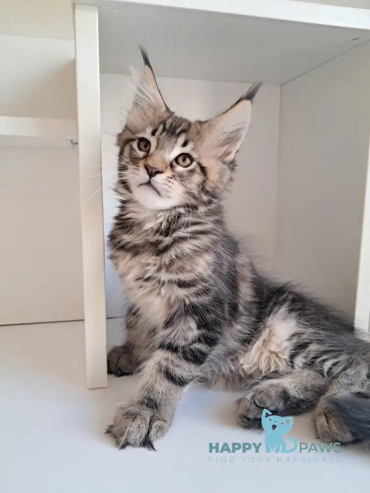 X-Archi Maine Coon male black tabby live animals