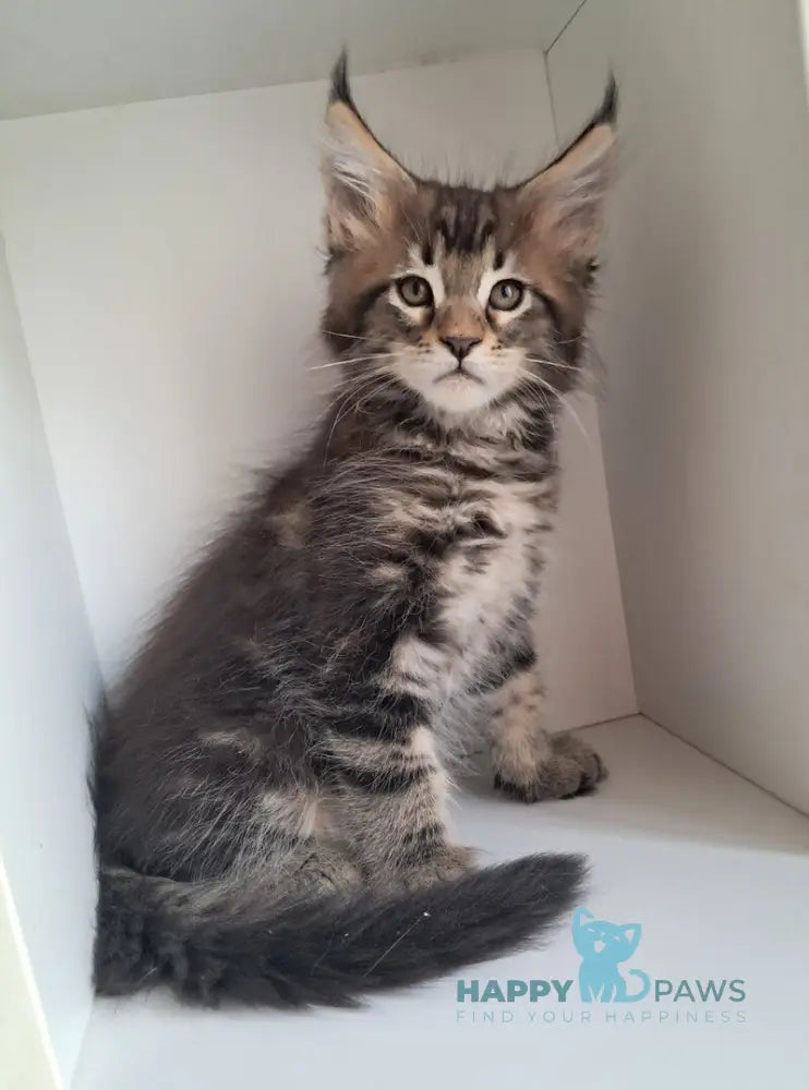 X-Archi Maine Coon male black tabby live animals