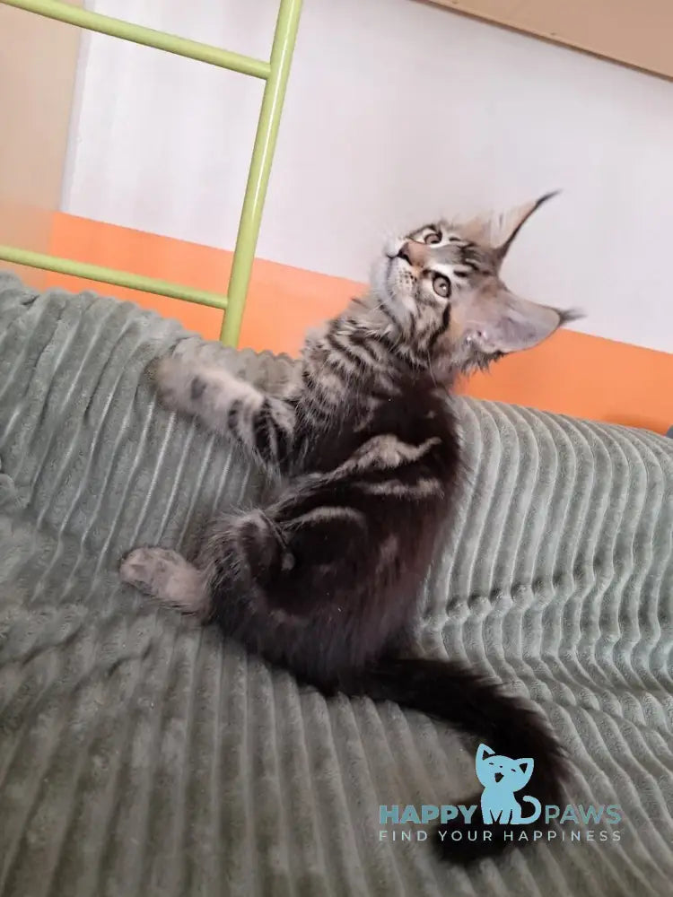 X-Archi Maine Coon male black tabby live animals