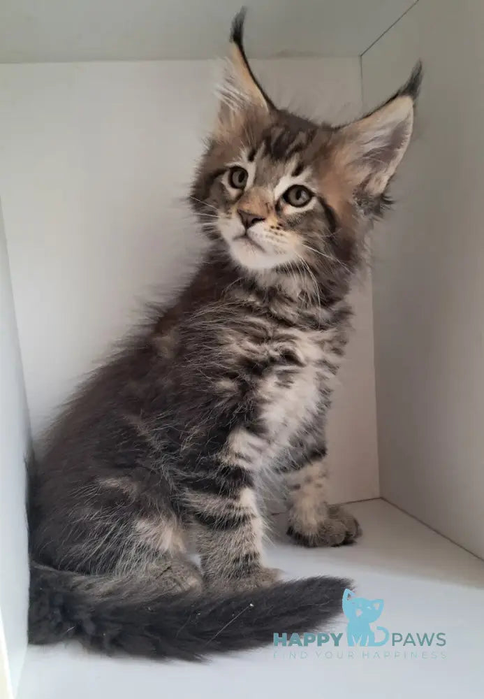 X-Archi Maine Coon male black tabby live animals