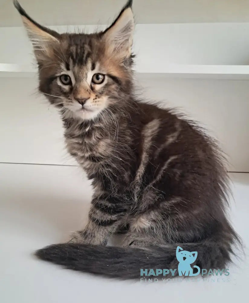 X-Archi Maine Coon male black tabby live animals