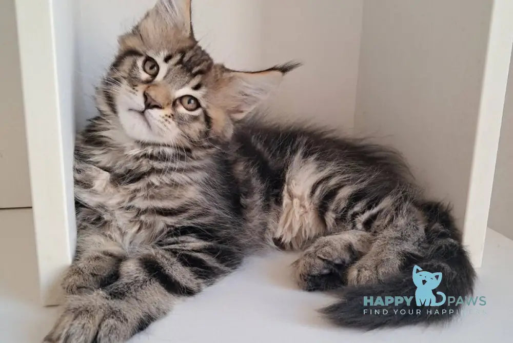 X-Archi Maine Coon male black tabby live animals