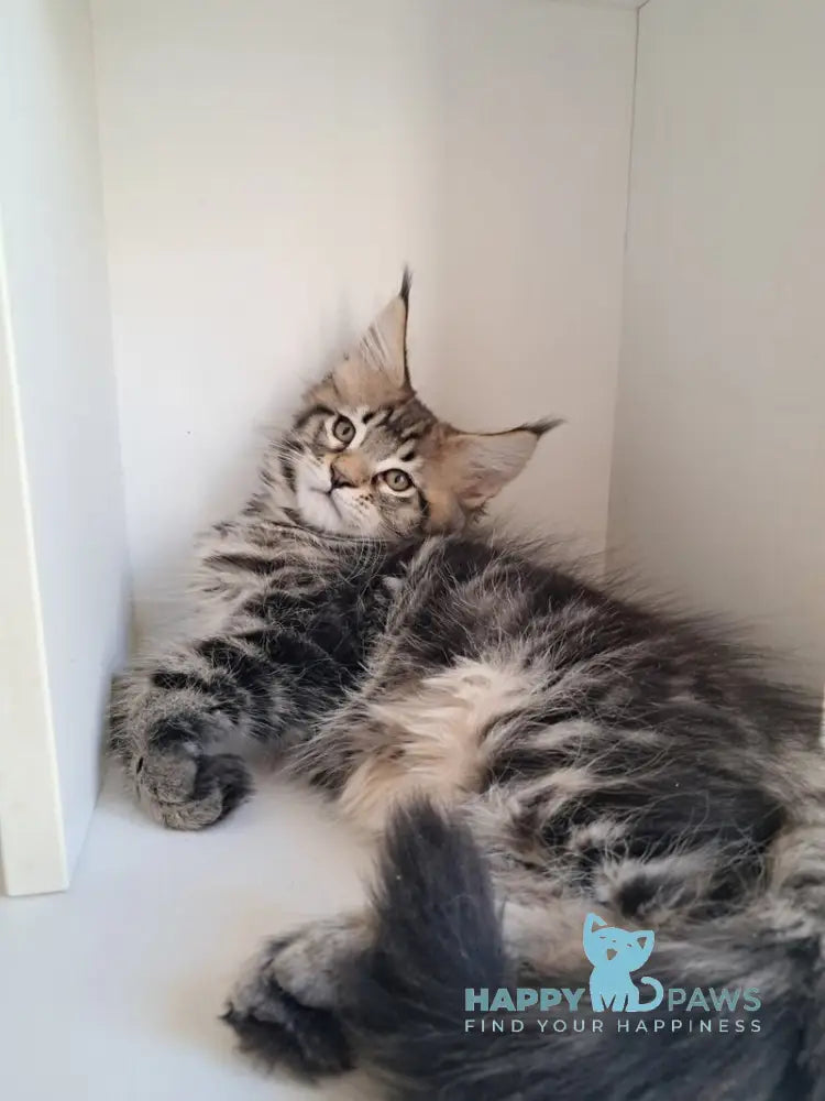 X-Archi Maine Coon male black tabby live animals