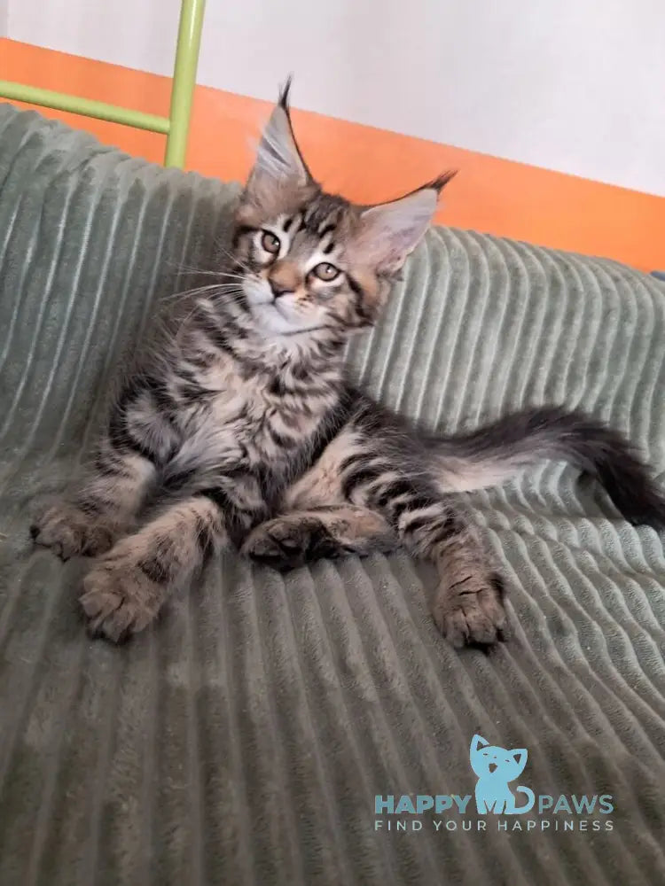 X-Archi Maine Coon male black tabby live animals