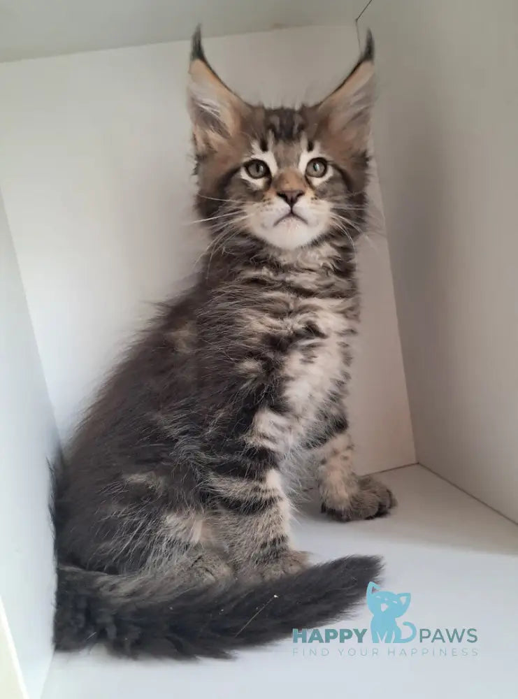 X-Archi Maine Coon male black tabby live animals