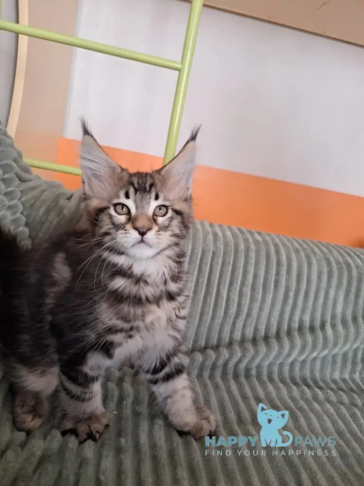 X-Archi Maine Coon male black tabby live animals