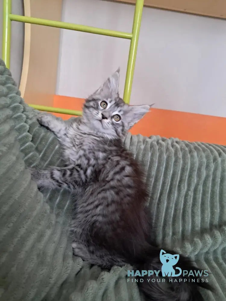 X-Assol Maine Coon female black silver spotted tabby live animals
