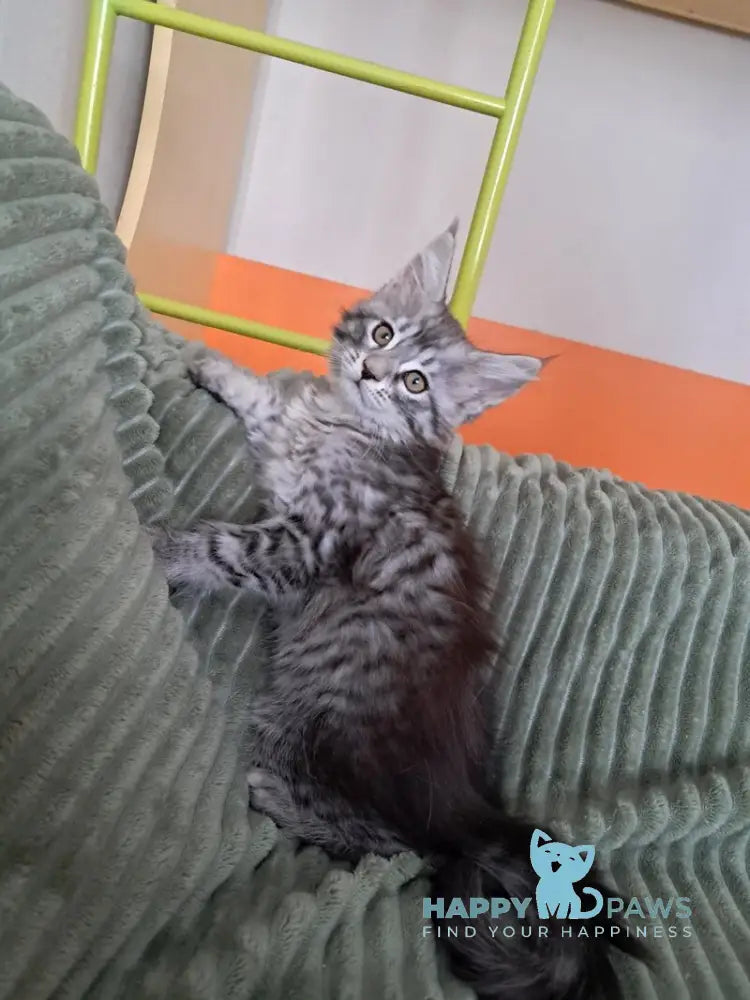 X-Assol Maine Coon female black silver spotted tabby live animals