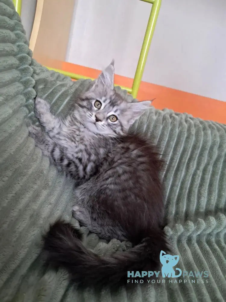 X-Assol Maine Coon female black silver spotted tabby live animals