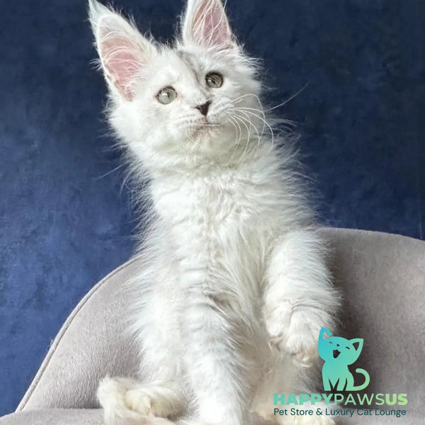 X-Axis Maine Coon male black silver shaded - live animals