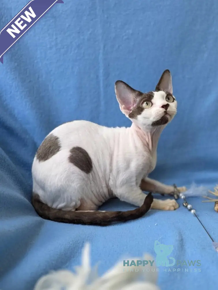 X-factor Devon Rex male chocolate harlequin live animals