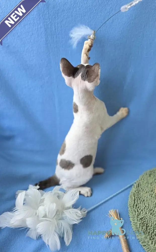 X-factor Devon Rex male chocolate harlequin live animals