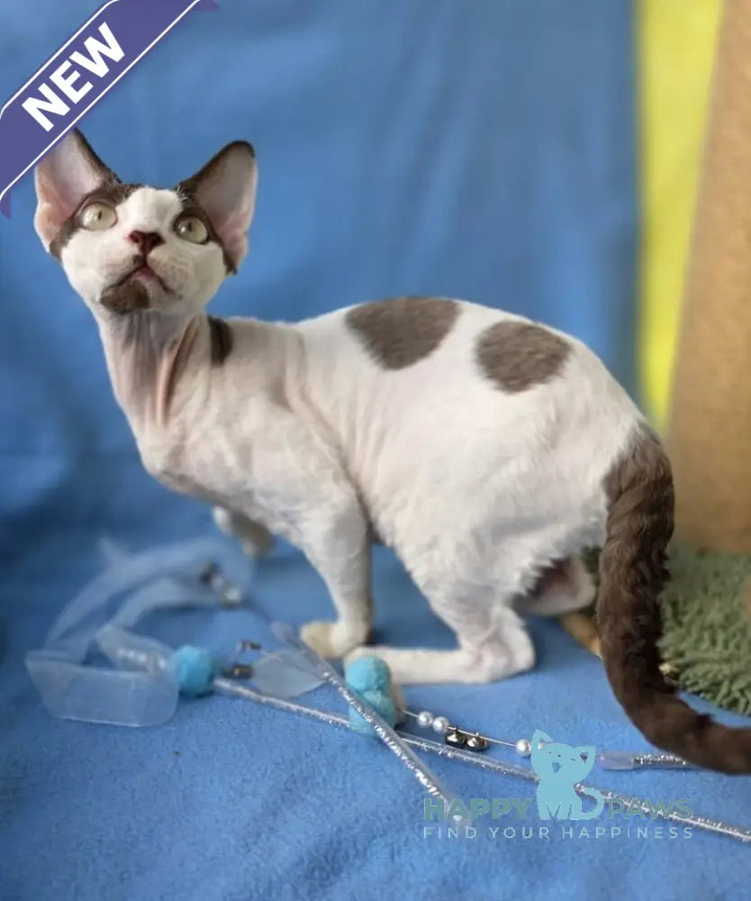 X-factor Devon Rex male chocolate harlequin live animals