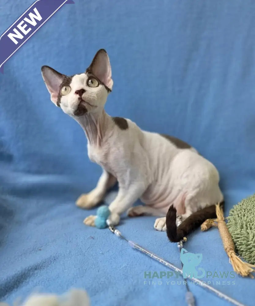X-factor Devon Rex male chocolate harlequin live animals
