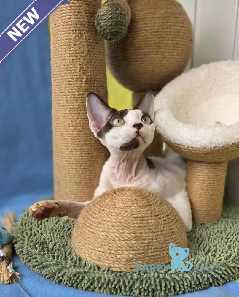 X-factor Devon Rex male chocolate harlequin live animals