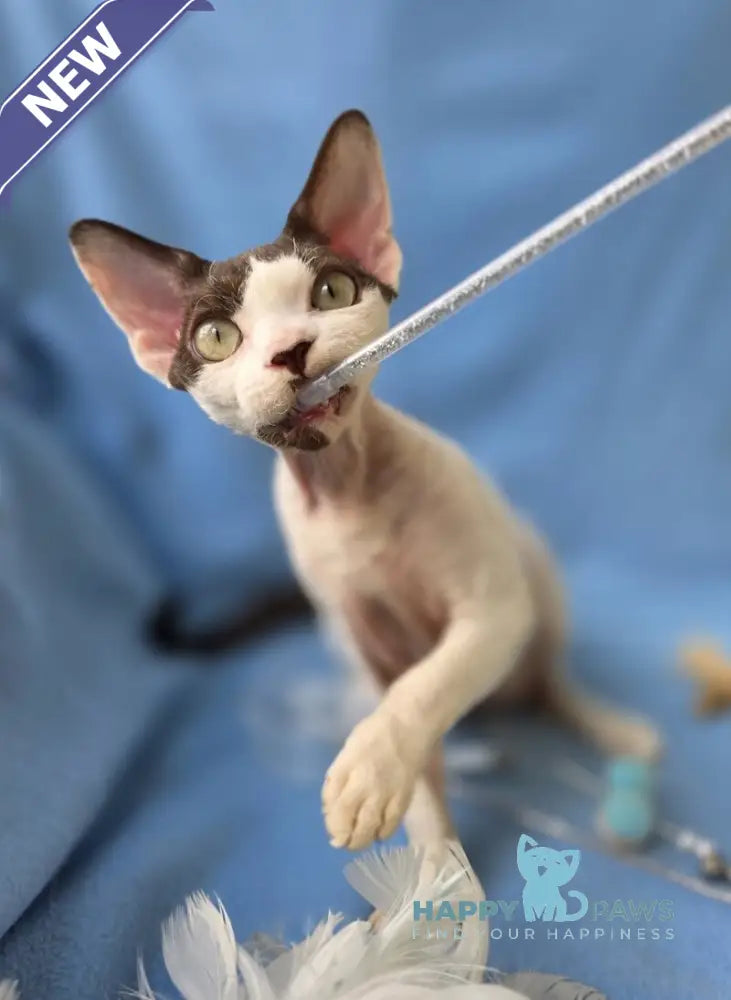 X-factor Devon Rex male chocolate harlequin live animals