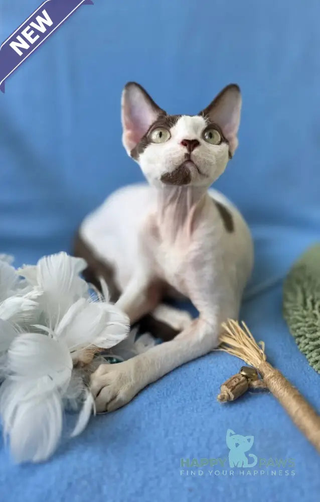 X-factor Devon Rex male chocolate harlequin live animals