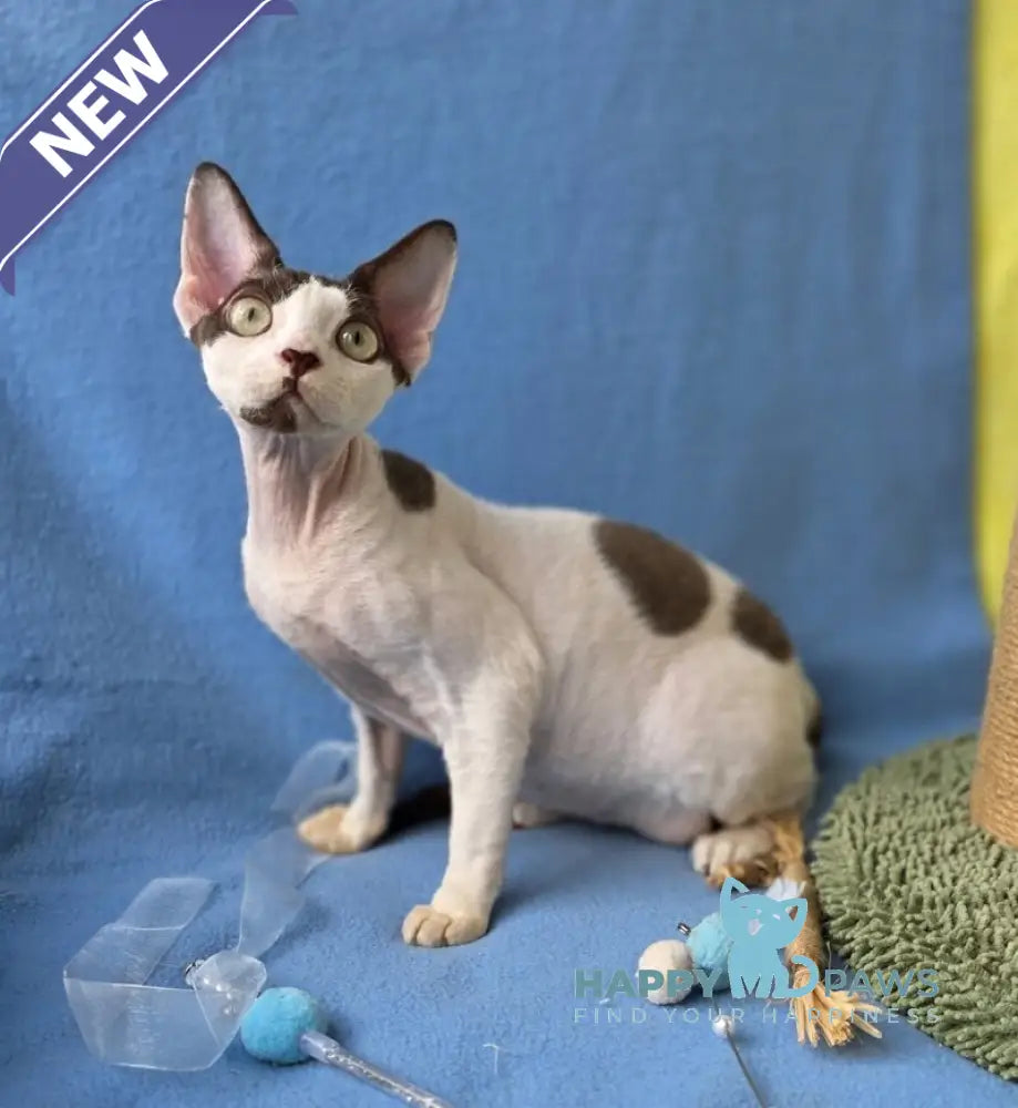 X-factor Devon Rex male chocolate harlequin live animals