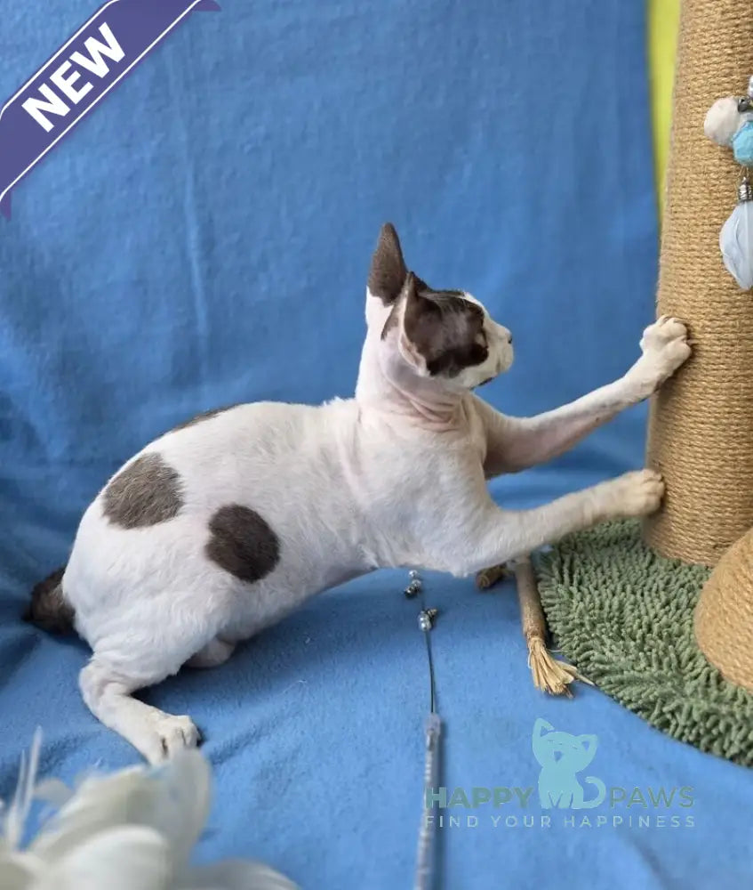 X-factor Devon Rex male chocolate harlequin live animals