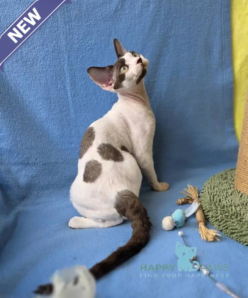 X-factor Devon Rex male chocolate harlequin live animals
