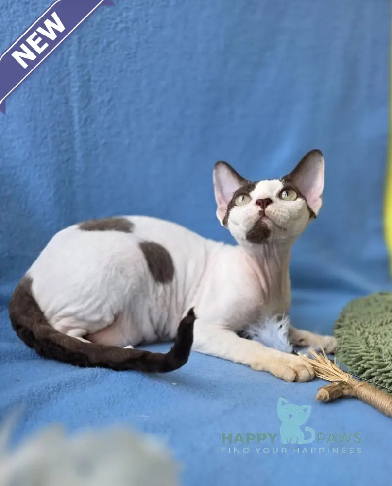 X-factor Devon Rex male chocolate harlequin live animals