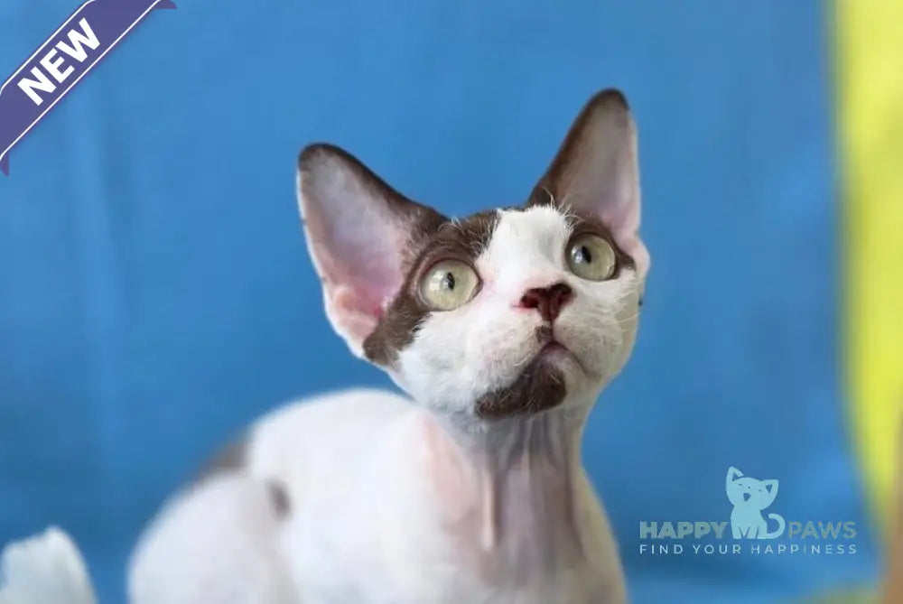 X-factor Devon Rex male chocolate harlequin live animals