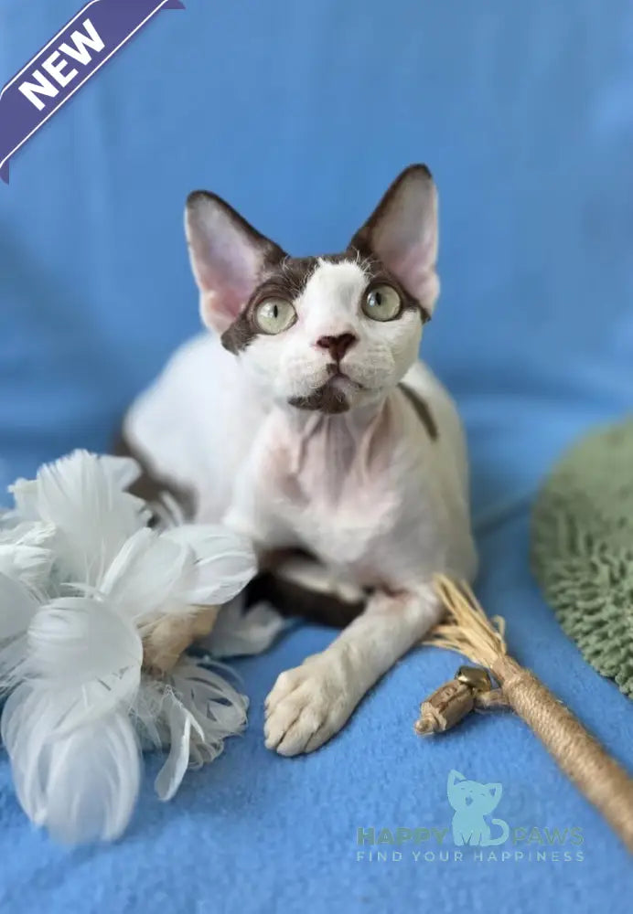 X-factor Devon Rex male chocolate harlequin live animals