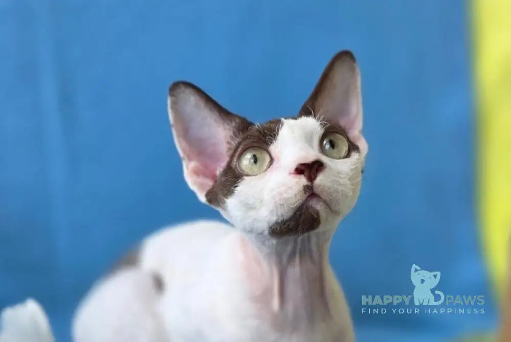 X-factor Devon Rex male chocolate harlequin live animals