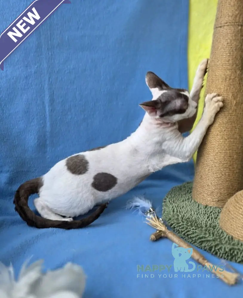 X-factor Devon Rex male chocolate harlequin live animals