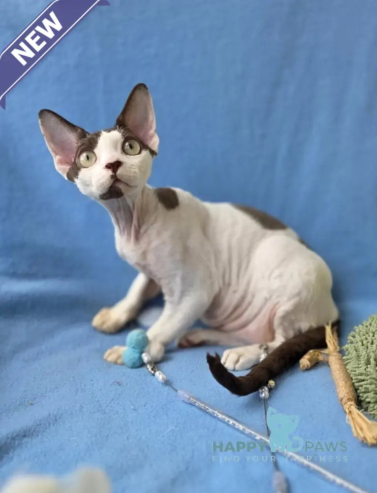 X-factor Devon Rex male chocolate harlequin live animals