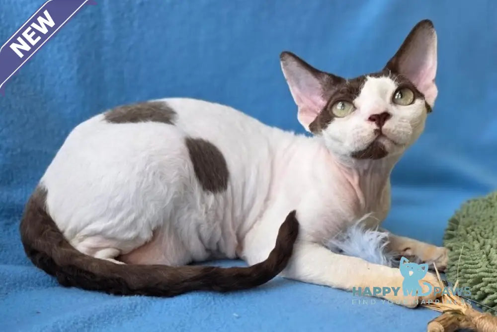 X-factor Devon Rex male chocolate harlequin live animals